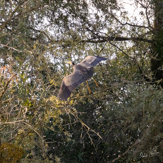 Héron pourpré prenant son envol dans les saules